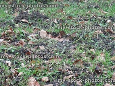 Stock image of muddy lawn grass covered with autumn leaves / thatch