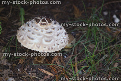 Stock image of white mushroom / toadstool (Strobilomyces floccopus / Old Man of the Woods)