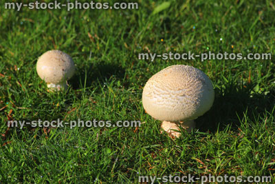 Stock image of button mushrooms / fungus / white toadstools, lawn grass, morning dew drops