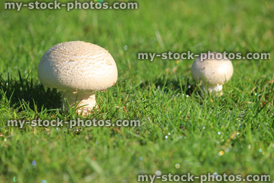 Stock image of button mushrooms / fungus / white toadstools, lawn grass, morning dew drops