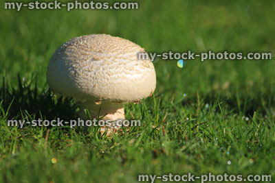 Stock image of button mushroom / fungus / white toadstool, lawn grass, morning dew drops