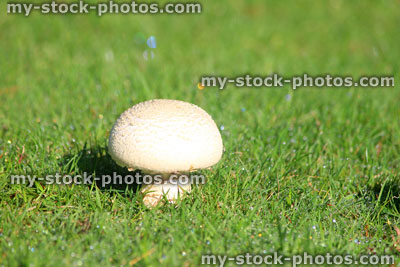 Stock image of button mushroom / fungus / white toadstool, lawn grass, morning dew drops