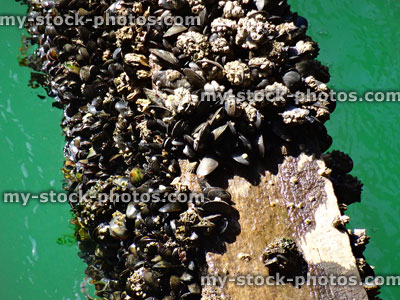 Stock image of barnacles and mussels on driftwood at beach / seaside