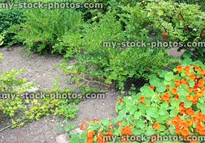 Stock image of fruit cage with netting, vegetable garden, nasturtiums, redcurrants, gooseberry bushes