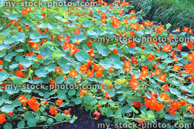 Stock image of trailing red and orange nasturtiums, annual nasturtium flowers (tropaeolum majus)