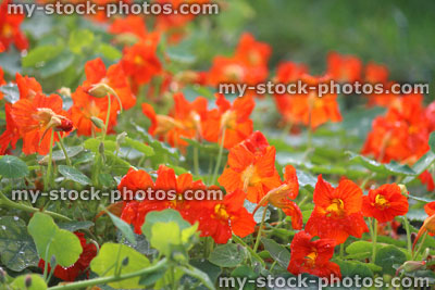 Stock image of trailing red and orange nasturtiums, annual nasturtium flowers (tropaeolum majus)