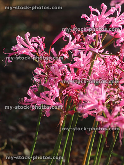 Stock image of pink Nerine sarniensis flowers (Jewel Lilies), autumn garden sunshine
