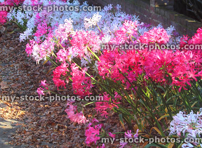 Stock image of pink Nerine sarniensis flowers (Jewel Lilies), autumn garden sunshine