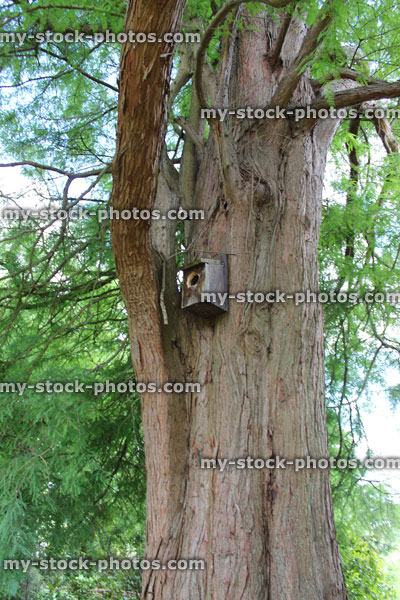 Stock image of wooden nest box / bird house on tree trunk