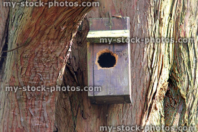 Stock image of small wooden nestbox hanging in tree, woodpecker damaged