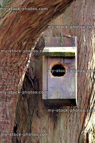 Stock image of nestbox hanging in tree, where woodpecker enlarged hole
