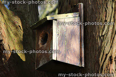 Stock image of homemade wooden nestbox fixed to tree trunk, wild birds nesting
