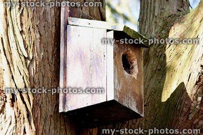 Stock image of small wooden nestbox in tree, woodpecker damaged hole