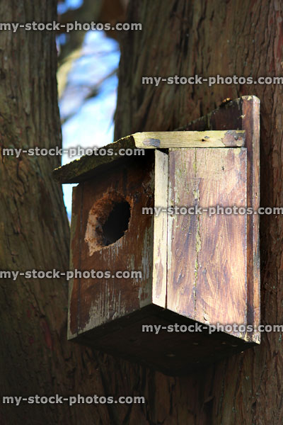 Stock image of wooden nesting box in tree with woodpecker damaged hole