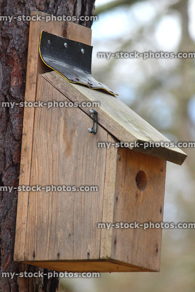 Stock image of blue tit nestbox in tree, small entrance hole size