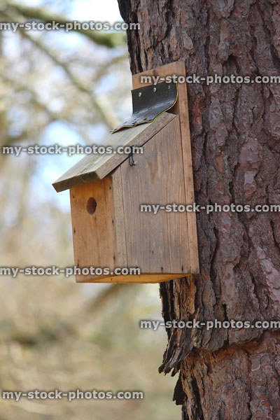 Stock image of small wooden nestbox in tree, hinged lid for easy access