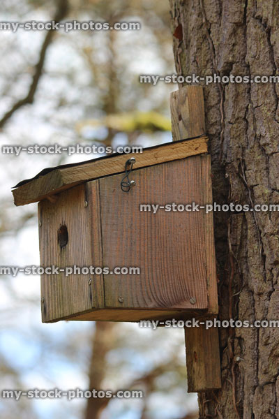 Stock image of wooden blue tit nestbox in woodland, on tree trunk
