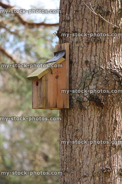 Stock image of wooden nest box in woodland, in shady spot