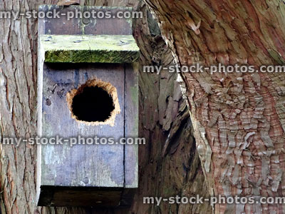 Stock image of nestbox damaged by predator woodpeckers raiding the box