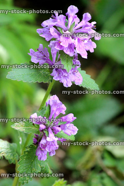 Stock image of ornamental purple nettle flowers, summer garden (Lamium maculatum)