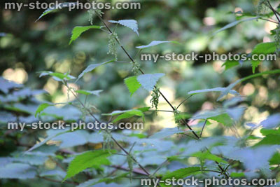 Stock image of stinging nettles growing in woodland, in flower / flowering