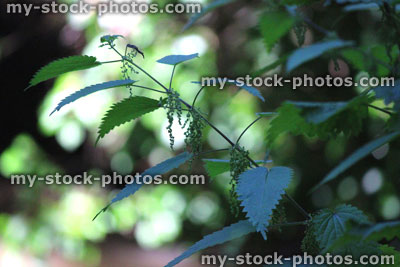 Stock image of stinging nettles growing in woodland, in flower / flowering