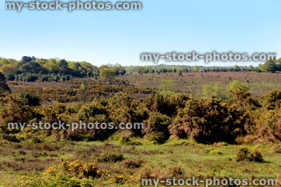 Stock image of New Forest landscape with wild plants, gorse, scenic view