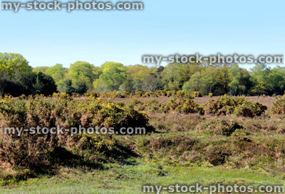 Stock image of New Forest landscape with wild horses / ponies, gorse, trees