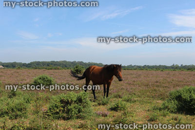 Stock image of brown New Forest pony on heathland / wild horse