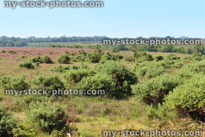 Stock image of heathland with flowering heathers (ericas) and gorse bushes, New Forest