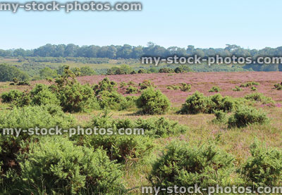 Stock image of heathland with flowering heathers (ericas) / gorse bushes, New Forest