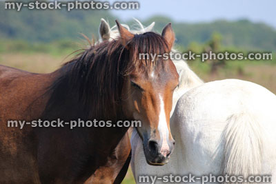 Stock image of brown and white New Forest ponies / wild horses