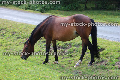 Stock image of brown New Forest pony / wild horse, eating grass