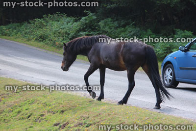 Stock image of wild New Forest pony / horse crossing busy road