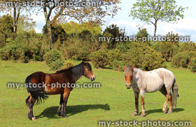 Stock image of New Forest landscape with two ponies in foreground