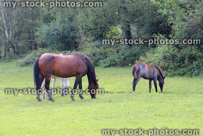 Stock image of brown New Forest ponies / wild horses, eating grass