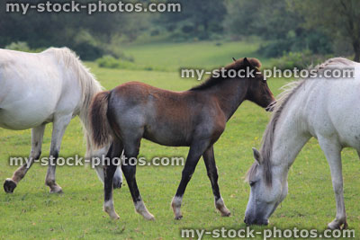 Stock image of brown and white New Forest ponies / wild horses / foal