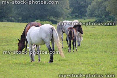 Stock image of brown and white New Forest ponies / wild horses / foal