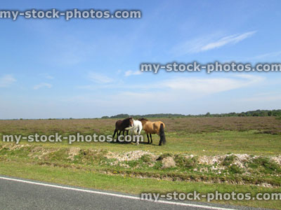 Stock image of brown and white New Forest ponies / wild horses