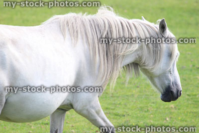 Stock image of white horse / New Forest pony trotting on grass