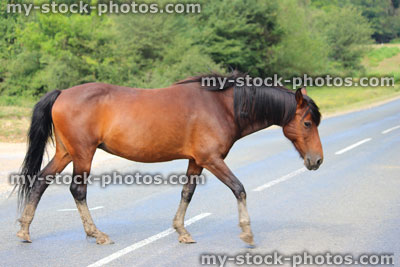 Stock image of wild New Forest pony / brown horse crossing road