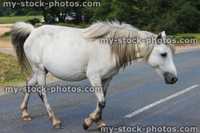 Stock image of wild New Forest pony / white horse crossing road