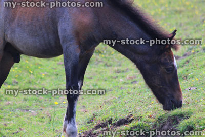 Stock image of broad horse foal / New Forest pony eating grass