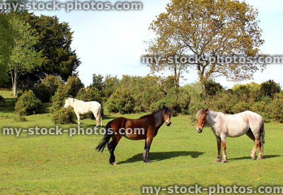 Stock image of three New Forest ponies with two animals in foreground