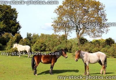 Stock image of three wild New Forest ponies with two horses in foreground
