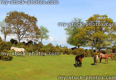 Stock image of New Forest landscape with four ponies in spring 