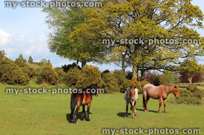 Stock image of New Forest landscape with three ponies in foreground