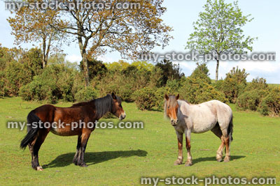 Stock image of New Forest landscape with two ponies in foreground 