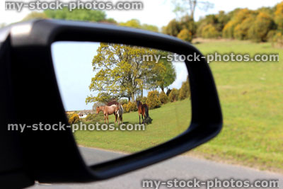 Stock image of New Forest ponies viewed through car wing mirror
