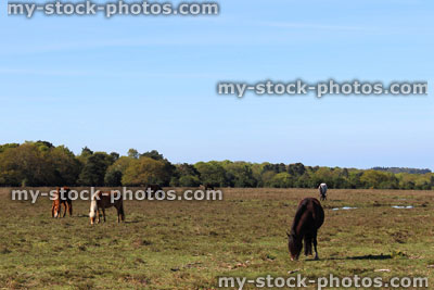 Stock image of New Forest landscape with wild horses / ponies, gorse, trees